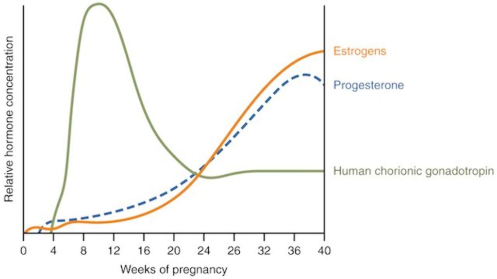 rock climbing while pregnant hormones